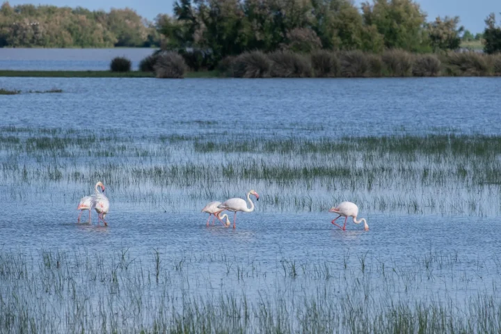 Camargue en famille : nature, animaux et balades au bon rythme
